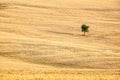 SIngle tree in a the middle of a wheat field in summer, landscape of Tuscany, Italy Royalty Free Stock Photo