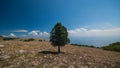 Single tree on a mountain slope against the clouds Royalty Free Stock Photo