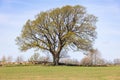 Single tree at a newly sown field in the spring