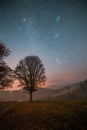 Single tree next to path, star trails in the sky, night long exposure photo.