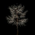 Single tree at night decorated with luminous bulbs is isolated on a black background. Mock up with copy space. 3D rendering