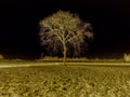 Single tree with night view Royalty Free Stock Photo
