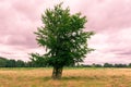 Single tree in an open field with pink cloudy sky