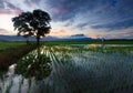 Single tree at a paddy field in Sabah, Borneo Royalty Free Stock Photo