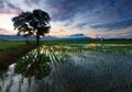Single tree at a paddy field in Sabah, Borneo