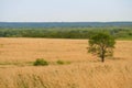 Single Tree in Pasture