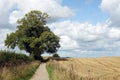 Single tree by the pathway in Yorkshire countryside Royalty Free Stock Photo