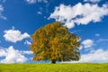 Single tree with perfect treetop in meadow Royalty Free Stock Photo