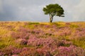 Single tree and purple heather on the Quantocks Royalty Free Stock Photo