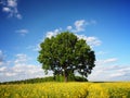 Single tree Royalty Free Stock Photo