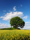 Single tree Royalty Free Stock Photo