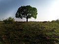 single tree realizing of peaceful nature