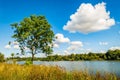 Single Tree by the Reservoir Royalty Free Stock Photo