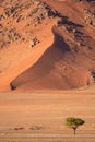 A single tree with a rocky dune at the back, Sossusvlei, Namibia. Royalty Free Stock Photo