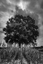 Single tree with rows of corn and dramatic stormy cloudscape in black and white