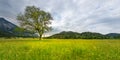 Single tree in rural meadow with flowers Royalty Free Stock Photo