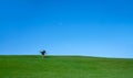 Single tree on rutal landscape green fields with clear blue sky on summer,Beautiful nature Spring landscape with meadow, one tree Royalty Free Stock Photo