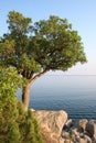 A single tree on the sea shore Royalty Free Stock Photo