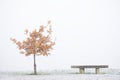 Single tree and seat bench at park in outdoor winter white fog scene Royalty Free Stock Photo