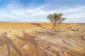 Single tree and shades of camel caravan on sands of Sahara Desert, Morocco Royalty Free Stock Photo