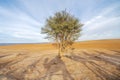 Single tree and shades of camel caravan on sands of Sahara Desert, Morocco Royalty Free Stock Photo