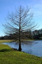 Single tree on a shore of lake Royalty Free Stock Photo