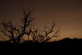 Single tree silhouette in the desert during dusk at Capitol Reef National Park, Utah, USA