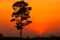 Single Tree Silhouette.