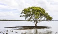 Single tree sitting on riverbank, on a bright Summer morning. The roots are covered with mangroves