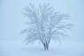 Single tree snow-covered and frozen in icy cold and foggy winter nature