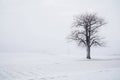 Single tree in the snow field with wind milles