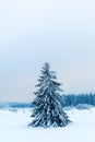 Single tree in the snow High Vens, Belgium