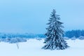 Single tree in the snow High Vens, Belgium