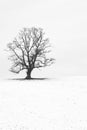 Single tree in a snow-white English landscape Royalty Free Stock Photo