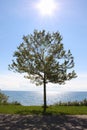 Single tree and a sparkling blue lake Royalty Free Stock Photo