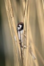 Single Tree Sparrow on a reed stem during a spring period Royalty Free Stock Photo