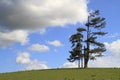 Single tree standing alone in a field Royalty Free Stock Photo