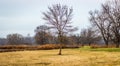 Single Tree standing alone in a field Royalty Free Stock Photo