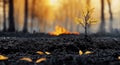 Single tree standing amidst forest fire destruction Royalty Free Stock Photo