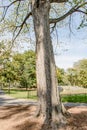 Tree in Central Park ,New York city at dawn