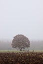 Single tree standing in the countryside Royalty Free Stock Photo