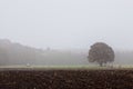 Single tree standing in the countryside Royalty Free Stock Photo