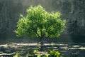 A single tree standing tall in the middle of a serene lake Royalty Free Stock Photo