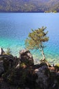 Single tree stands atop a hillside overlooking the tranquil Eib Lake in the Bavarian Alps of Germany Royalty Free Stock Photo