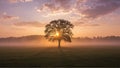 A single tree stands in a quiet field Royalty Free Stock Photo