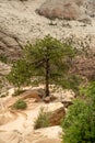 Single Tree Stands On The Ridge To Angels Landing Royalty Free Stock Photo