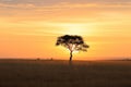 A single tree stands tall in the center of a vast open field, surrounded by green grass and blue sky, A minimal sunset in an