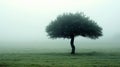 A Single Tree Stands Tall in a Misty Field Royalty Free Stock Photo