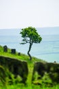 Single tree and stile at Wycoller Counrty Park