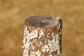 Single Tree stump for pattern